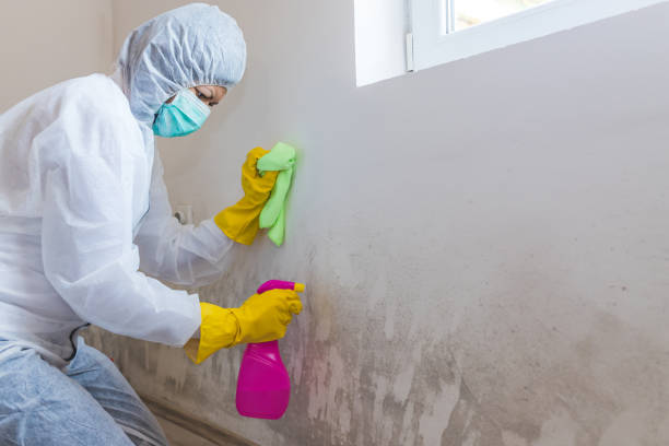  Fremont, CA Mold Removal & Remediation Pros