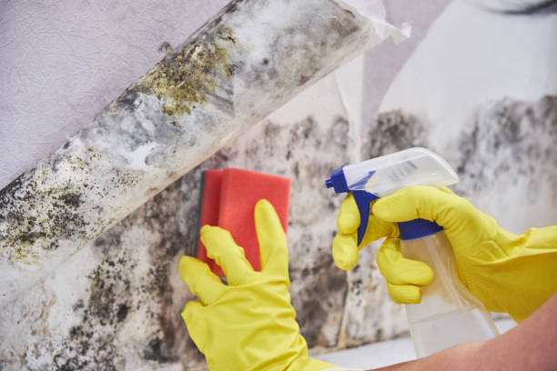 Best Air Quality Testing for Mold Spores  in Fremont, CA